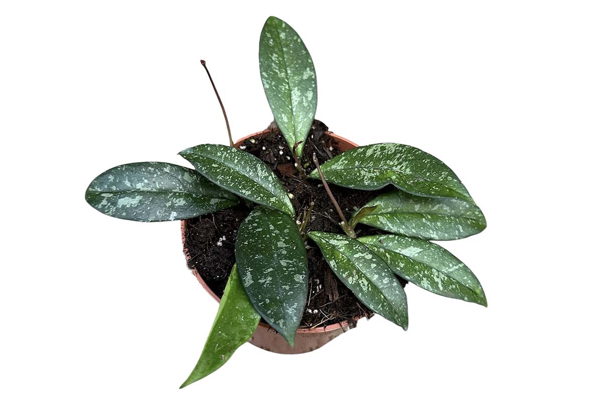 Hoya crassipetiolata 'Splash' — Χόγια (10.5 εκ, 10–15 εκ