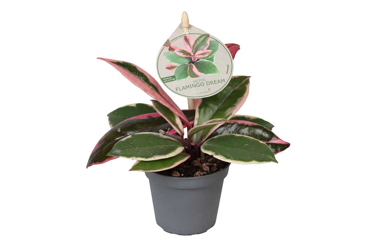 Hoya carnosa 'Flamingo Dream' – Χόγια | Greenleaf – Greenleaf