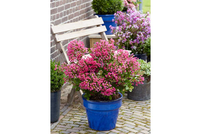 Lagerstroemia 'With Love Kiss'® 19cm