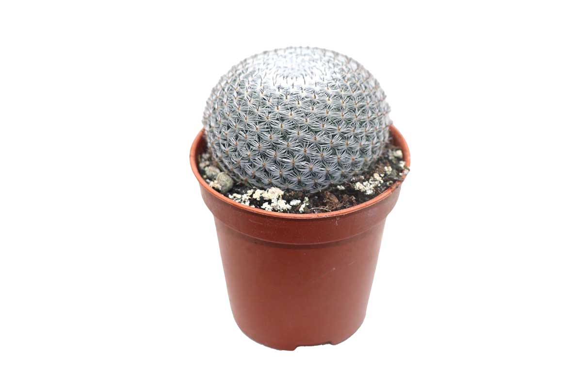 Mammillaria microthele var. superfina