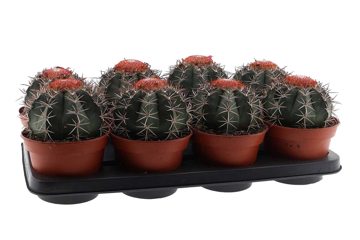 Melocactus neryi (Μελόκακτος)
