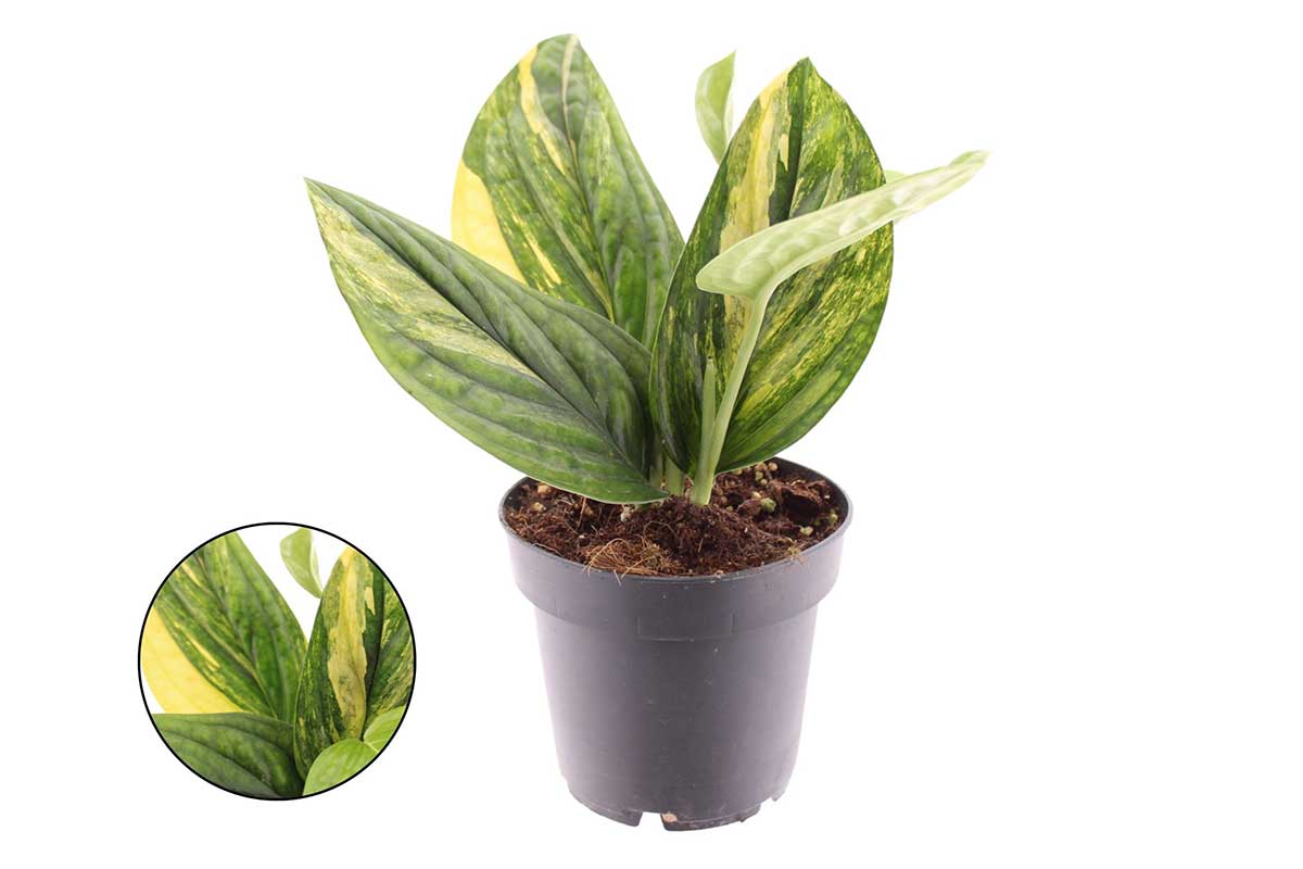 Monstera karstenianum 'variegata' 12εκ — ανάγλυφη υφή