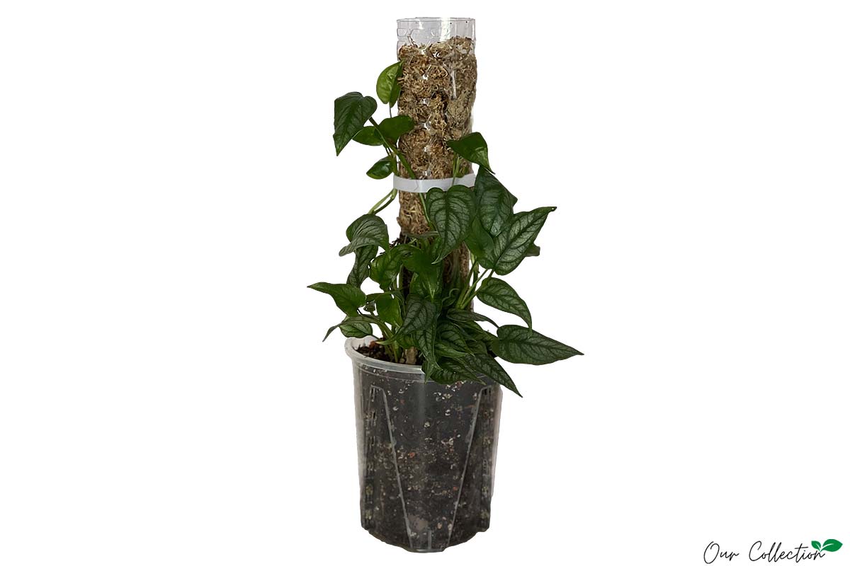 Monstera siltepecana 14cm – Greenleaf Garden Center