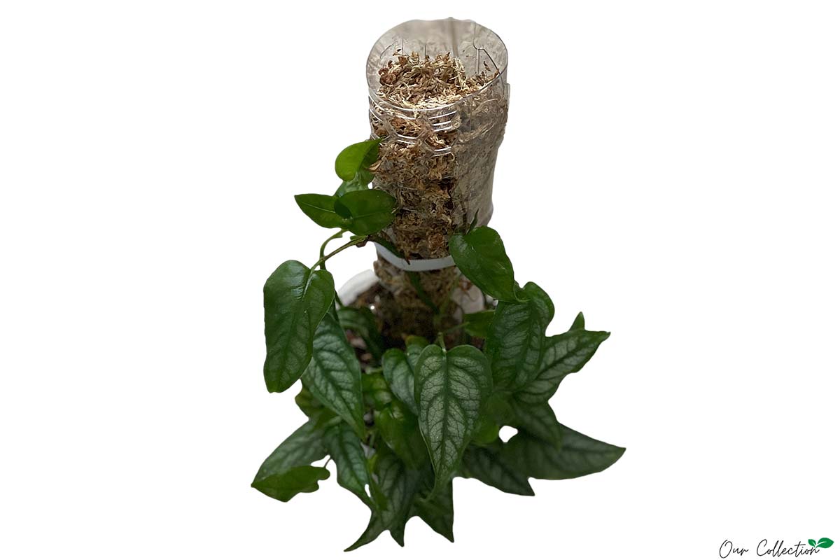 monstera siltepecana moss pole Monstera siltepecana 14cm – Greenleaf Garden Center