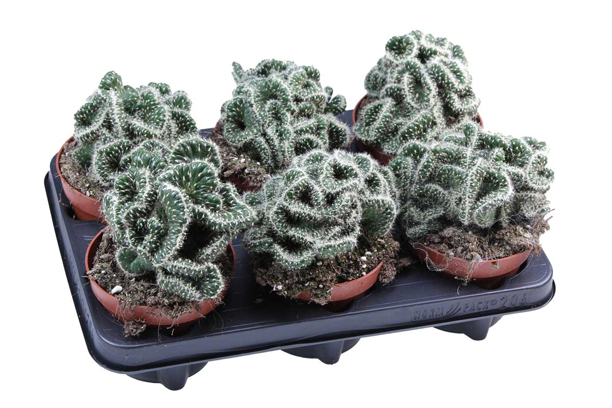 Opuntia cylindrica cristata 12cm – Greenleaf Garden Center