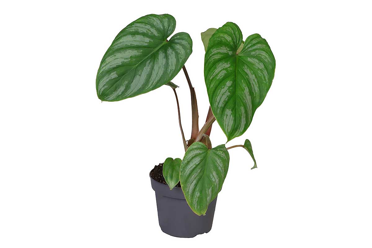 ecuador philodendron pot Philodendron Ecuador x Plowmanii — Philodendron