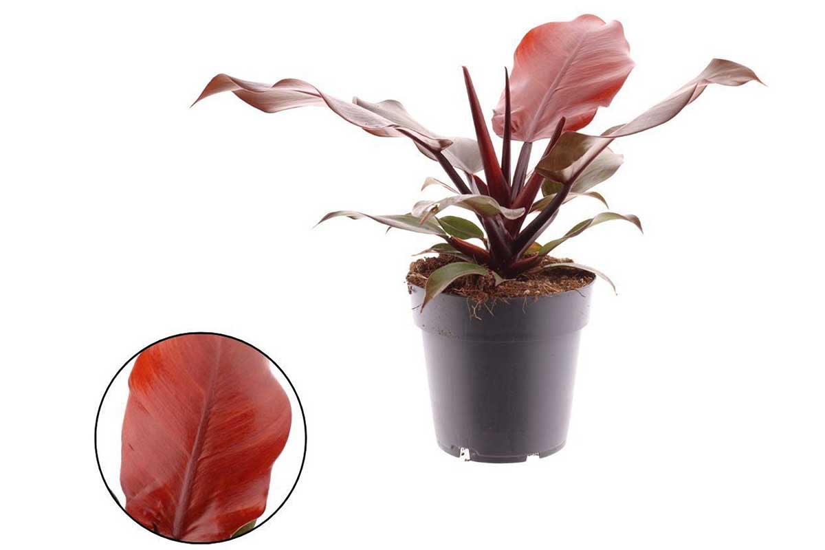 red cherry philodendron Philodendron 'Cherry Red'