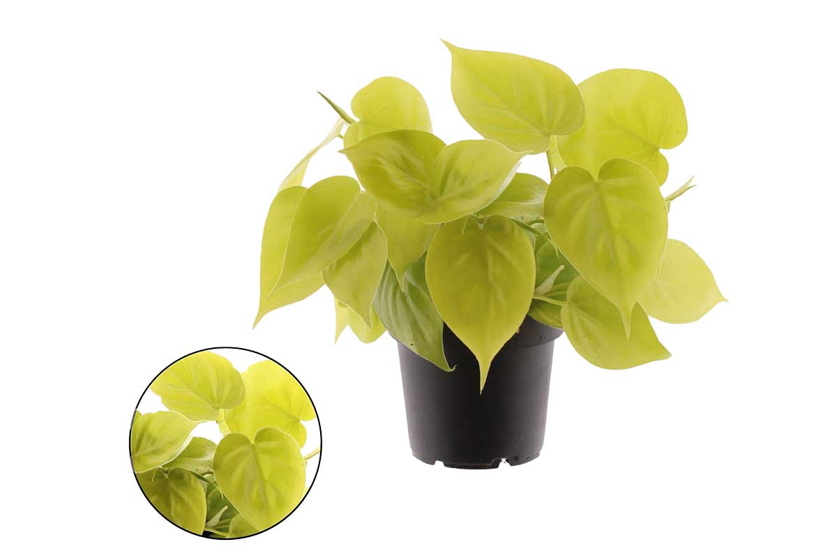 philodendron scandens vs micans Philodendron 'Micans Lime'
