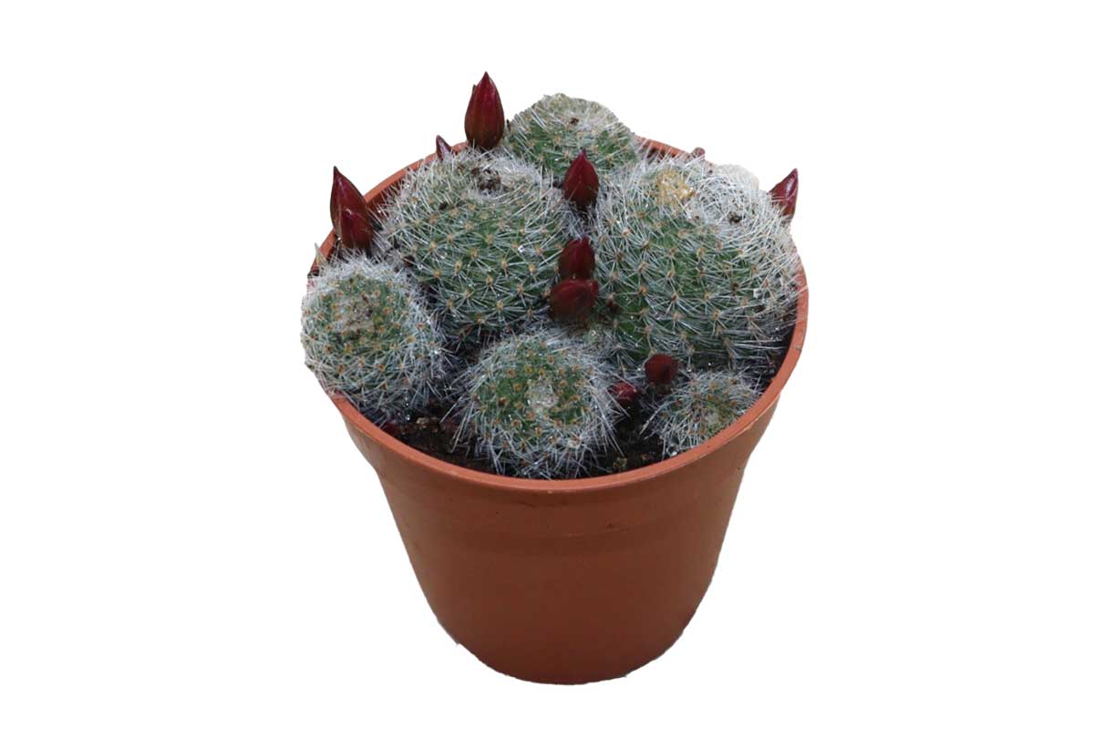 rebutia perplexa Rebutia perplexa