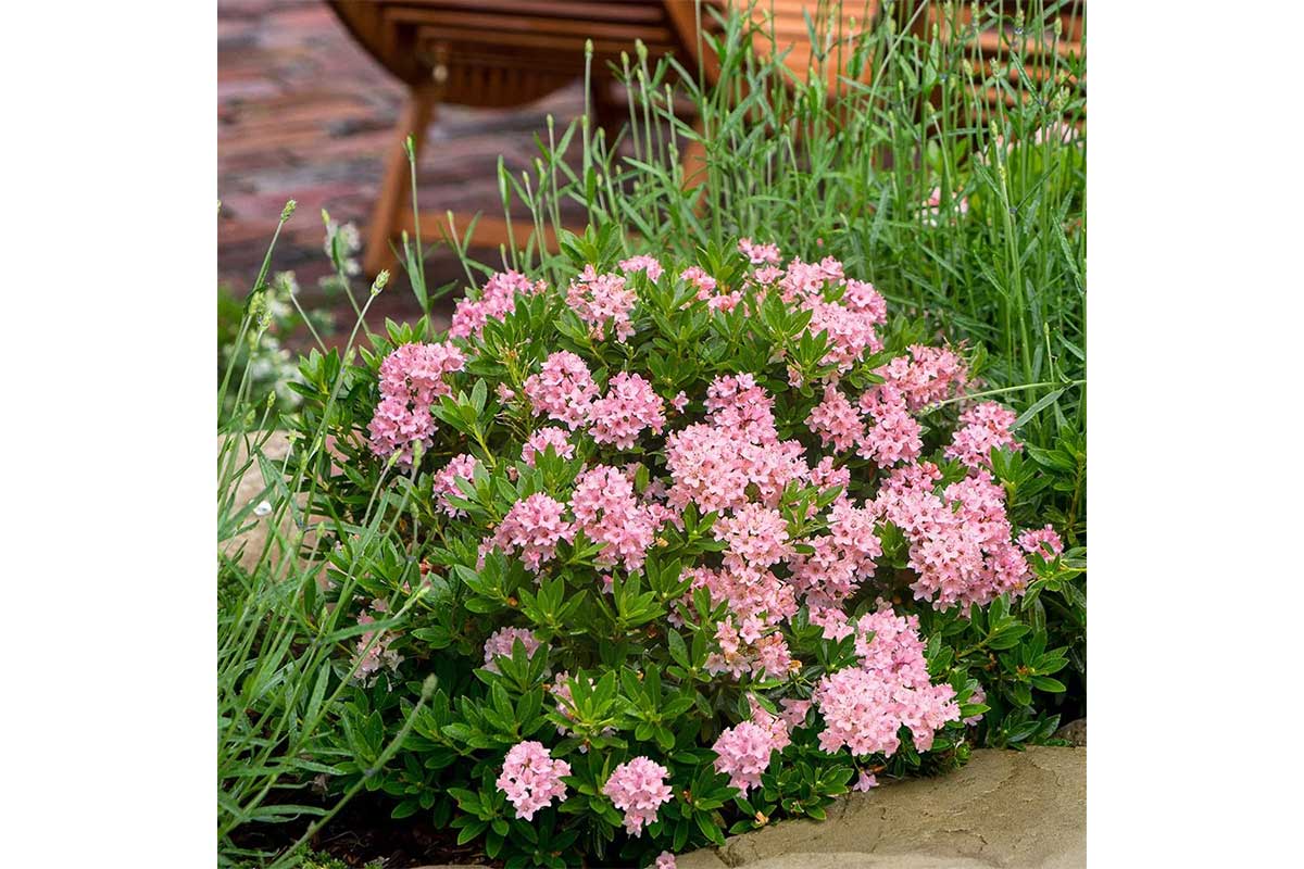 Rhododendron 'Bloombux'® Magenta — Dwarf flowering boxwood alternative