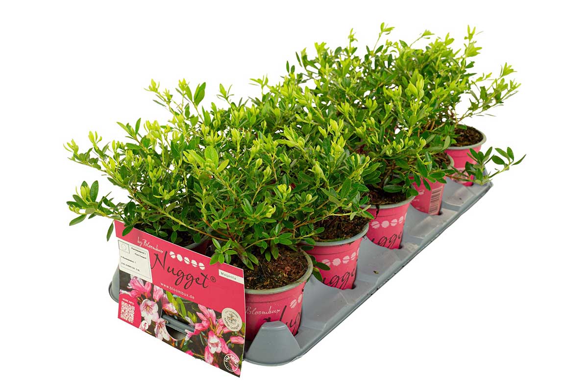 Rhododendron 'Bloombux'® Magenta — Dwarf flowering boxwood alternative