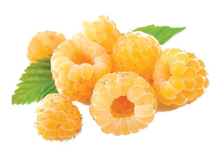 Rubus 'fallgold' 