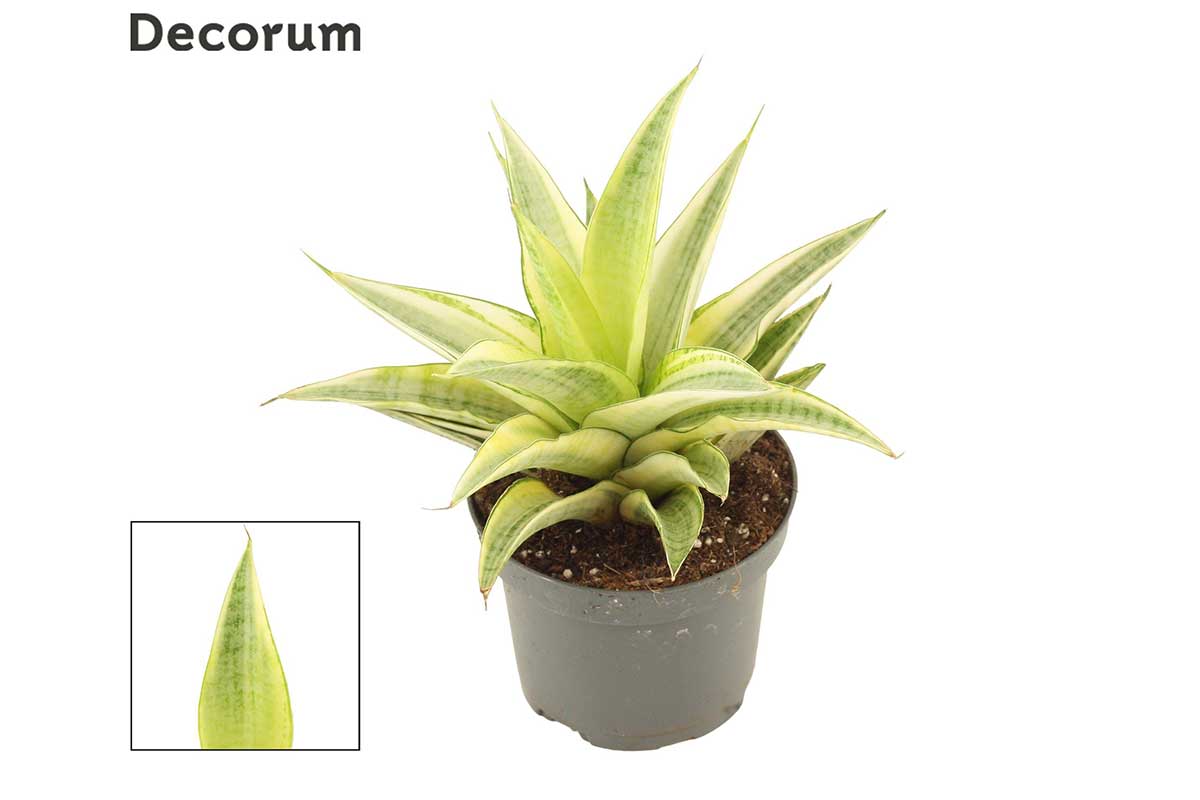 sansevieria gabriela Sansevieria 'Gabriella Crown'