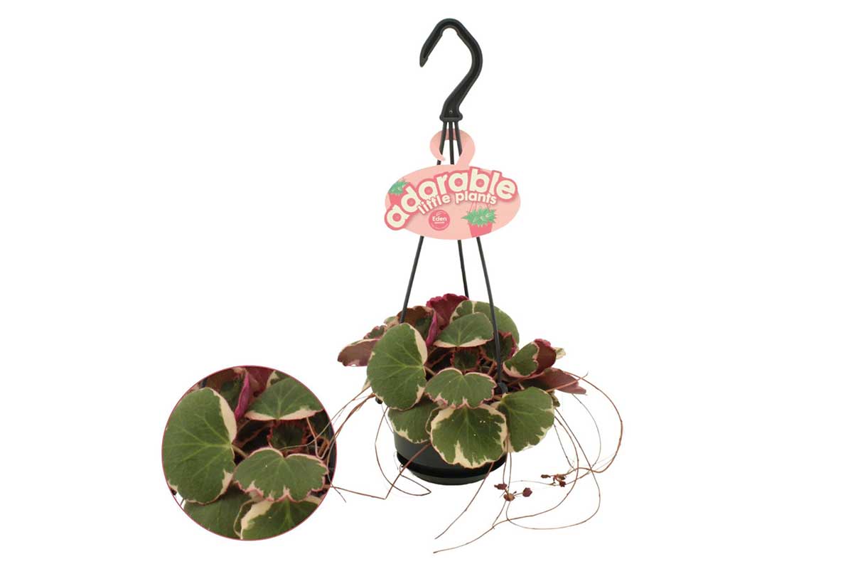 Greenleaf — Saxifraga stolonifera 'Tricolor' hanging plant