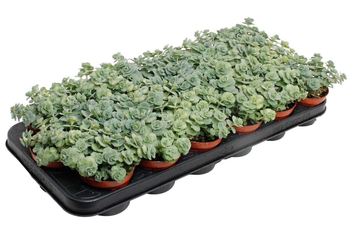 sedum sieboldii variegata Sedum sieboldii 'Variegata' – Σέντουμ
