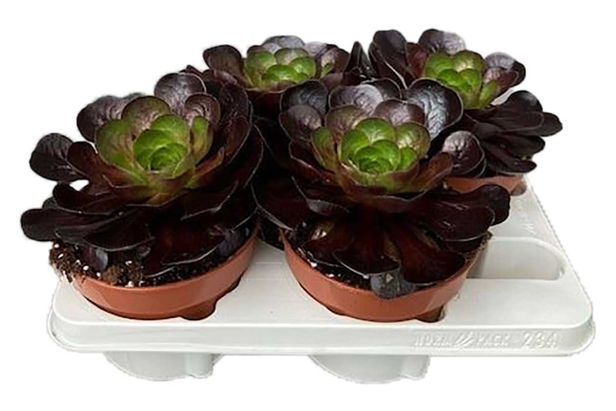 destiny succulent Semponium 'Destiny' (PBR EU 20221701) — Σεμπονιομ