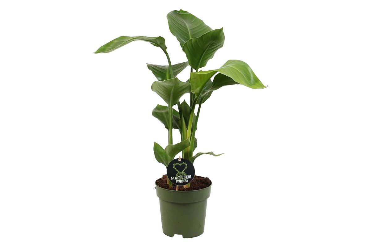 strelitzia nicolai mini Strelitzia nicolai 17cm – Στρελίτζια