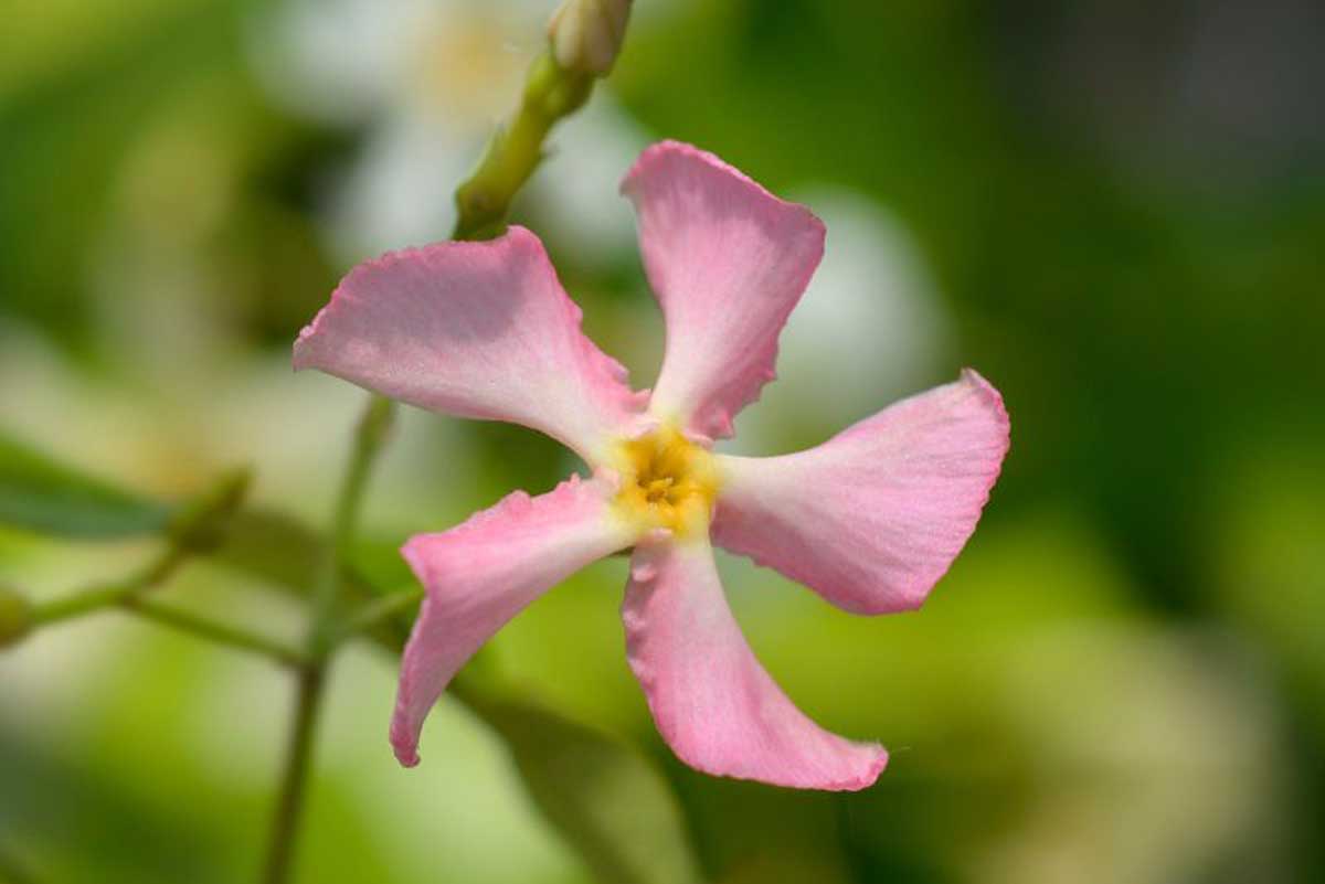 Trachelospermum 'Star of Sicily' | Greenleaf – Greenleaf Garden Center