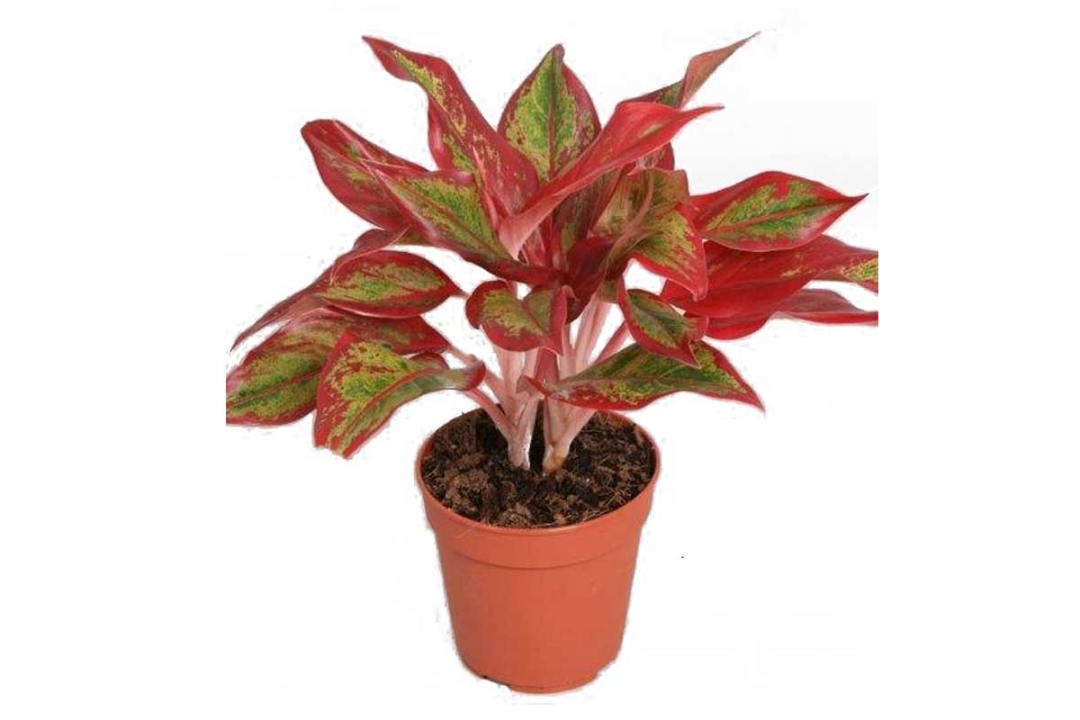 aglaonema crete flame care Aglaonema 'Crete Flame' — Αγλαόνημα