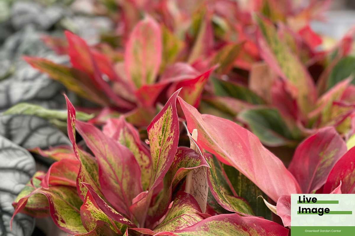 aglaonema crete flame care Aglaonema 'Crete Flame' — Αγλαόνημα