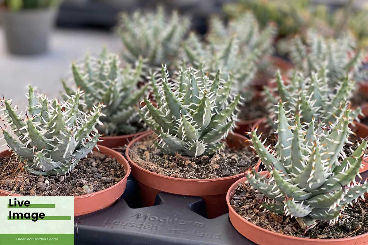 Aloe erinacea D.S.Hardy 10.5εκ — Σπάνια αλόη «σκαντζοχοιράκι» με αγκάθια