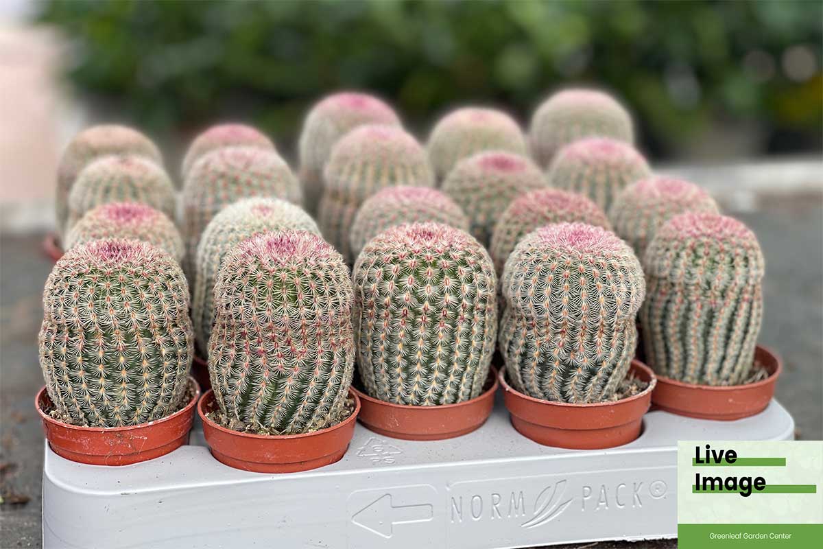 Echinocereus rigidissimus var. rubispinus — Κάκτος