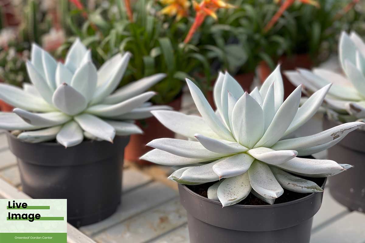 mexican giant succulent Echeveria colorata 'Mexican Giant' (Ετσεβέρια)