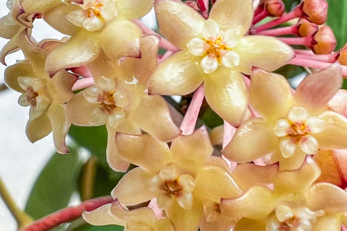 Hoya latifolia 'Pot of Gold' – Χόγια 12εκ (ύψος 10–15εκ