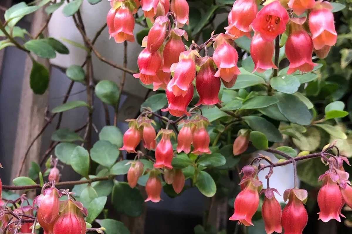 kalanchoe hanging plant Greenleaf — Kalanchoe manginii hanging succulent – Greenleaf Garden Center