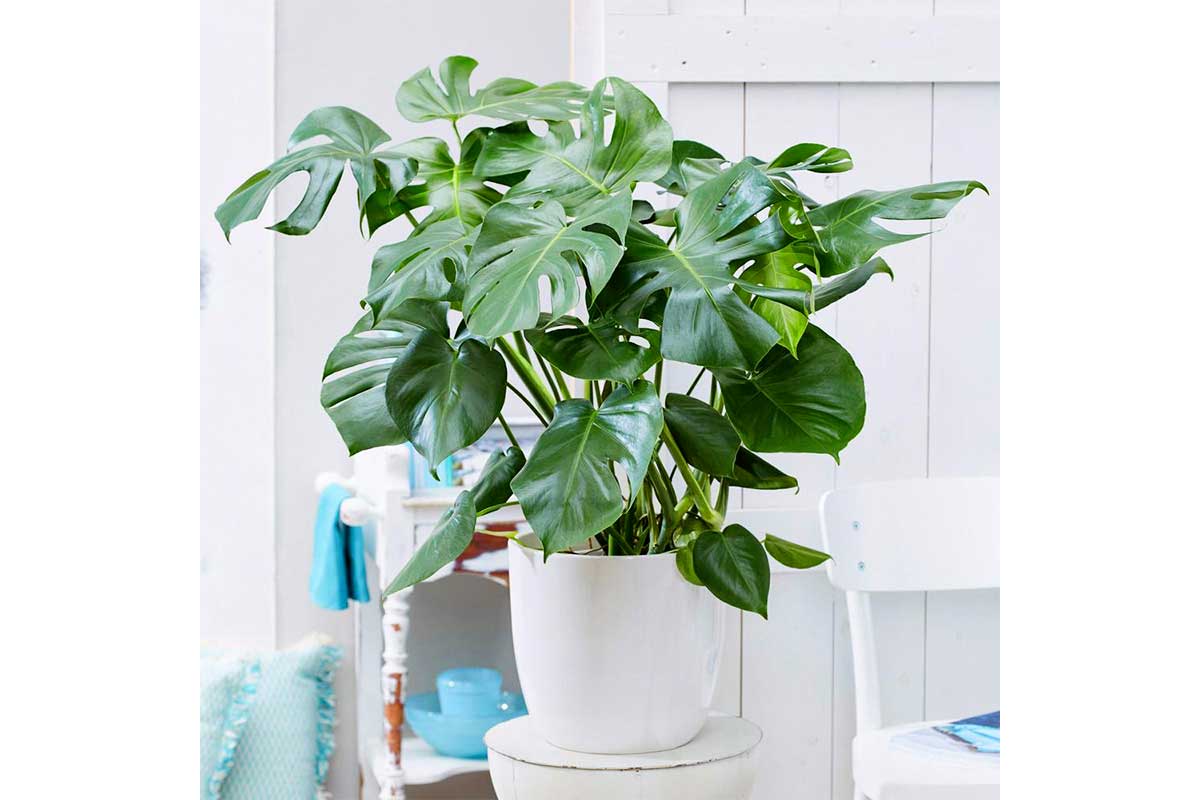Monstera deliciosa 17     &   |  Greenleaf  Greenleaf Garden Center