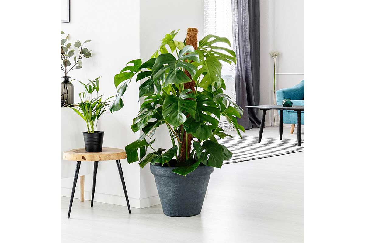 monstera 17 cm Monstera deliciosa 17εκ — φύλλα με σχισμές & αρχιτεκτονική παρουσία