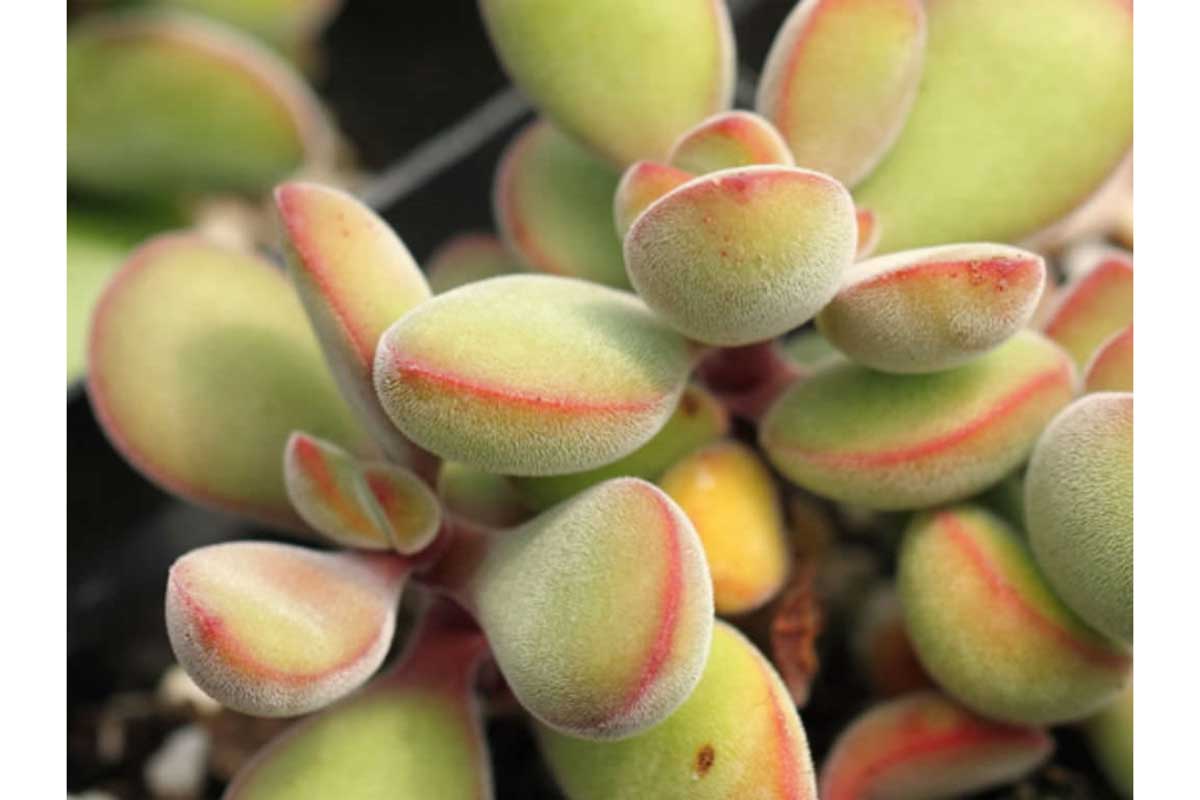 rogersii succulent Crassula rogersii 8.5cm – Greenleaf Garden Center