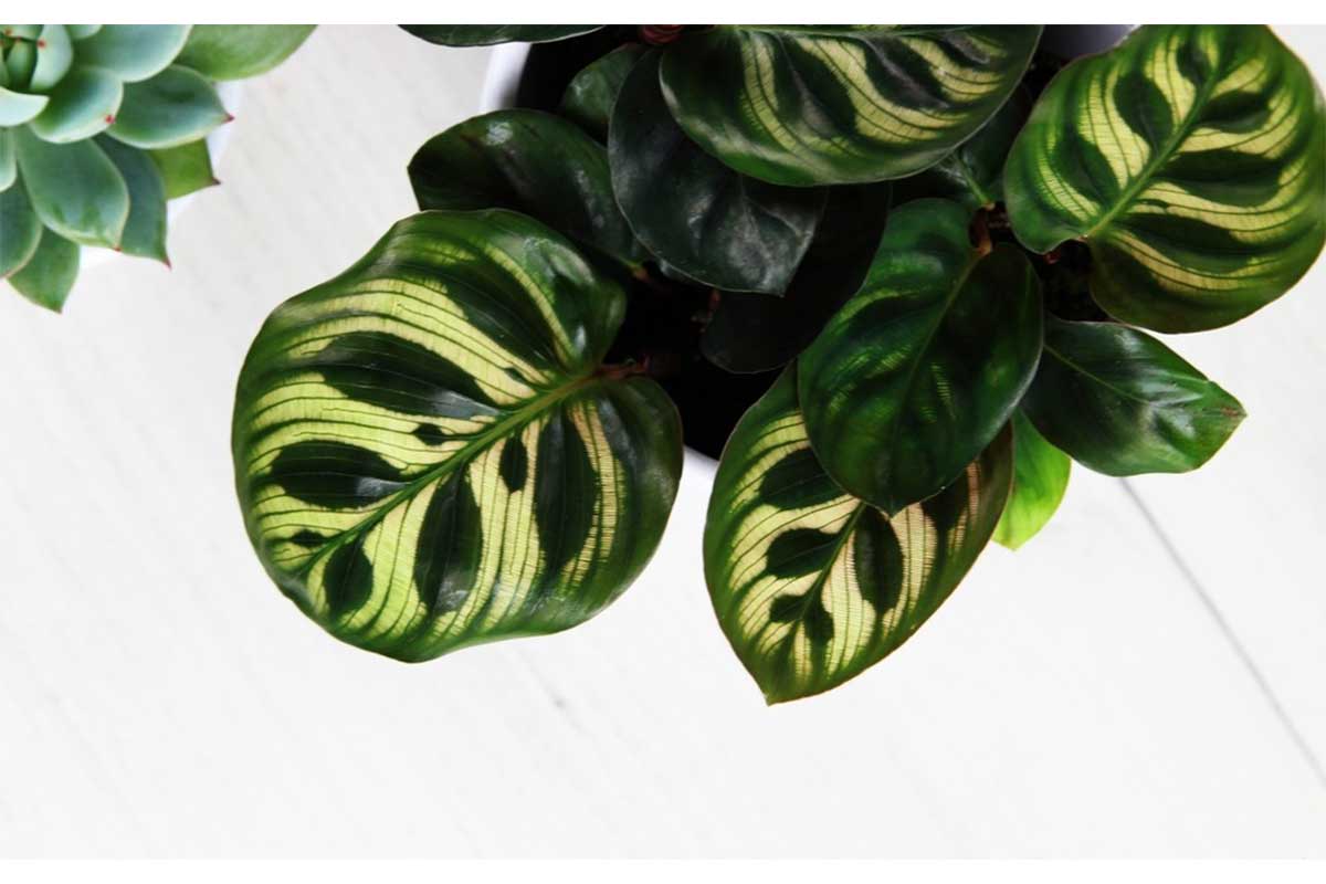 Calathea makoyana ()  Peacock plant, 12,  40 | Greenleaf   Greenleaf Garden Center