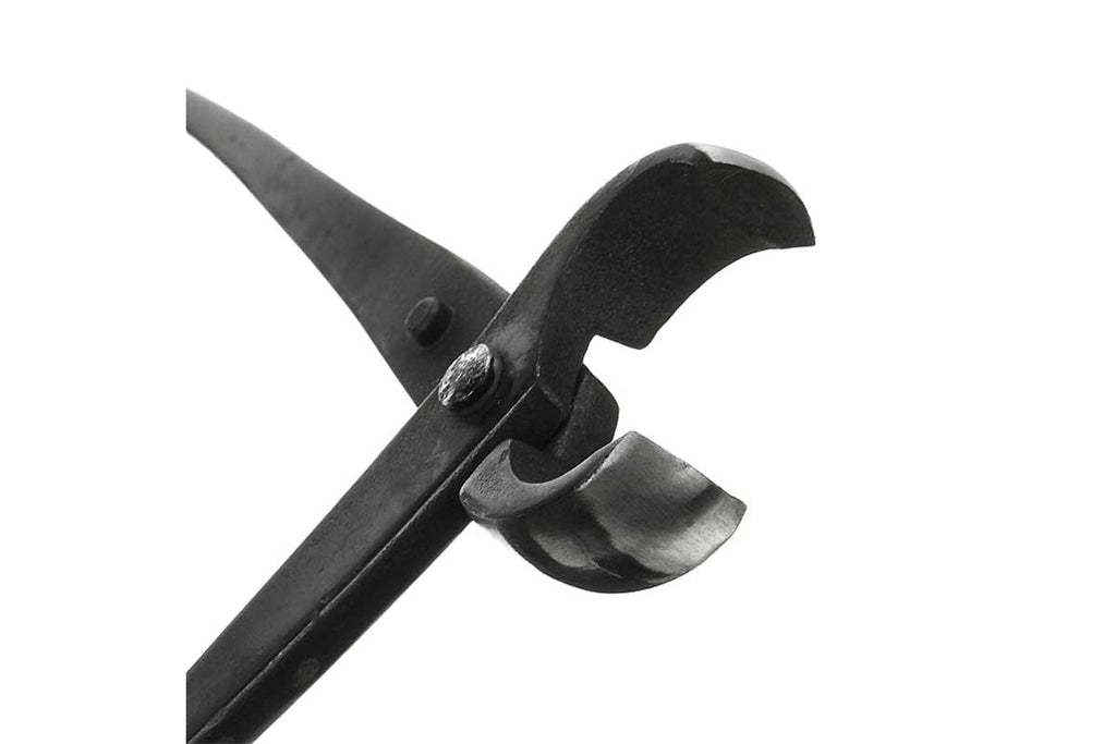 Bonsai concave cutter Greenleaf Garden Center