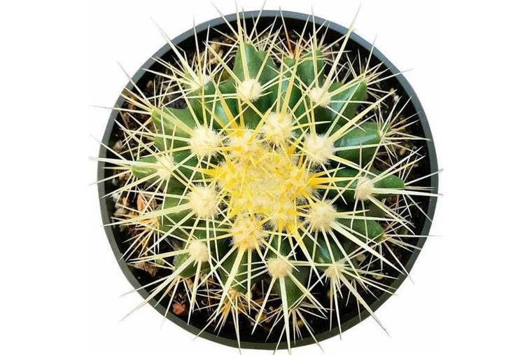 Echinocactus grusonii - Πρόταση διακόσμησης