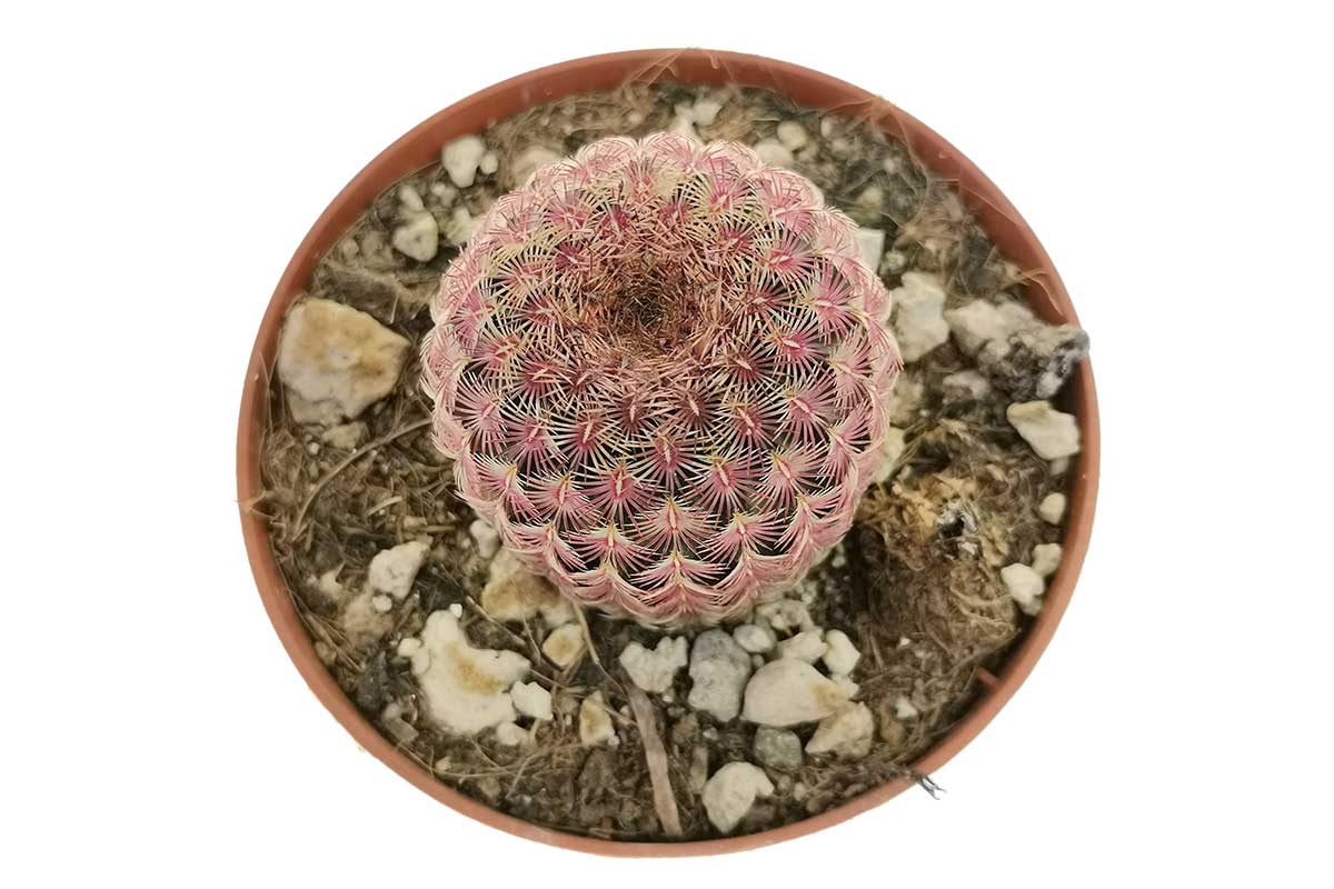 echinocereus pectinatus var. rubispinus Echinocereus rigidissimus var. rubispinus — Κάκτος
