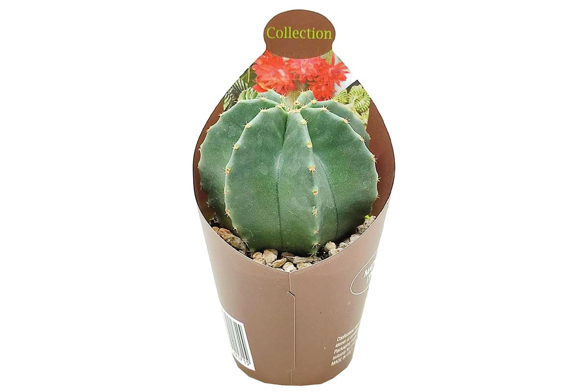 Echinocereus subinermis — Εχινόκερεους