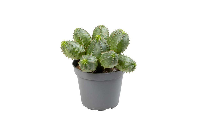 Euphorbia susannae 5.5cm