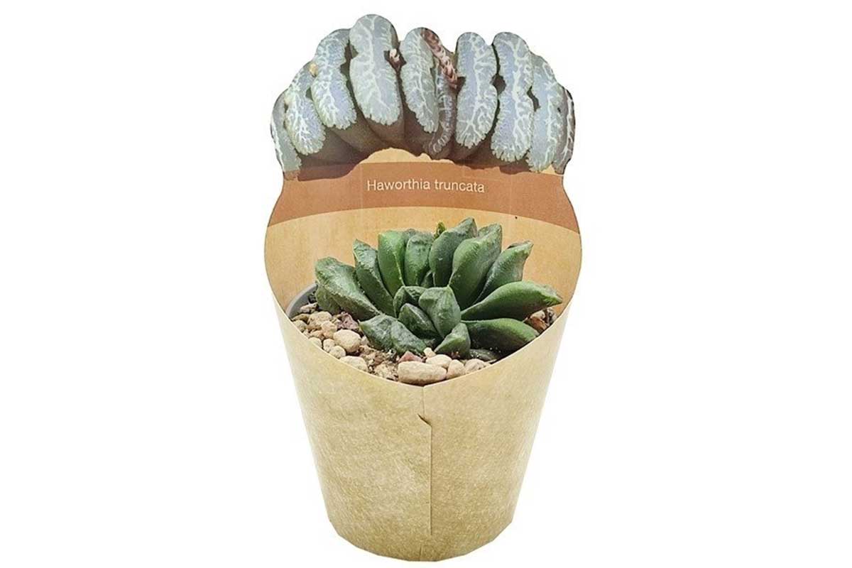 Haworthia maughanii × truncata — Χαβόρθια | Greenleaf – Greenleaf