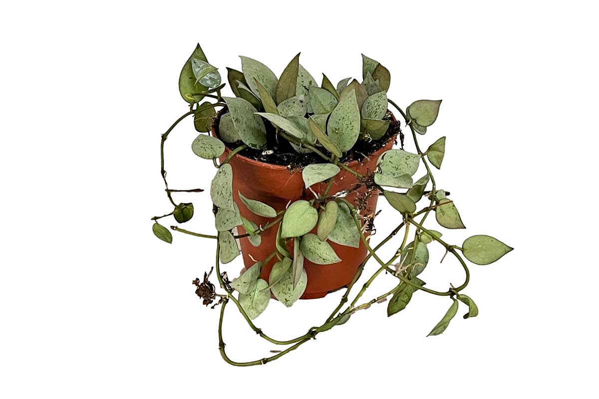 Hoya lacunosa cv silver leaves