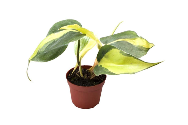 Philodendron 'brasil' 6cm