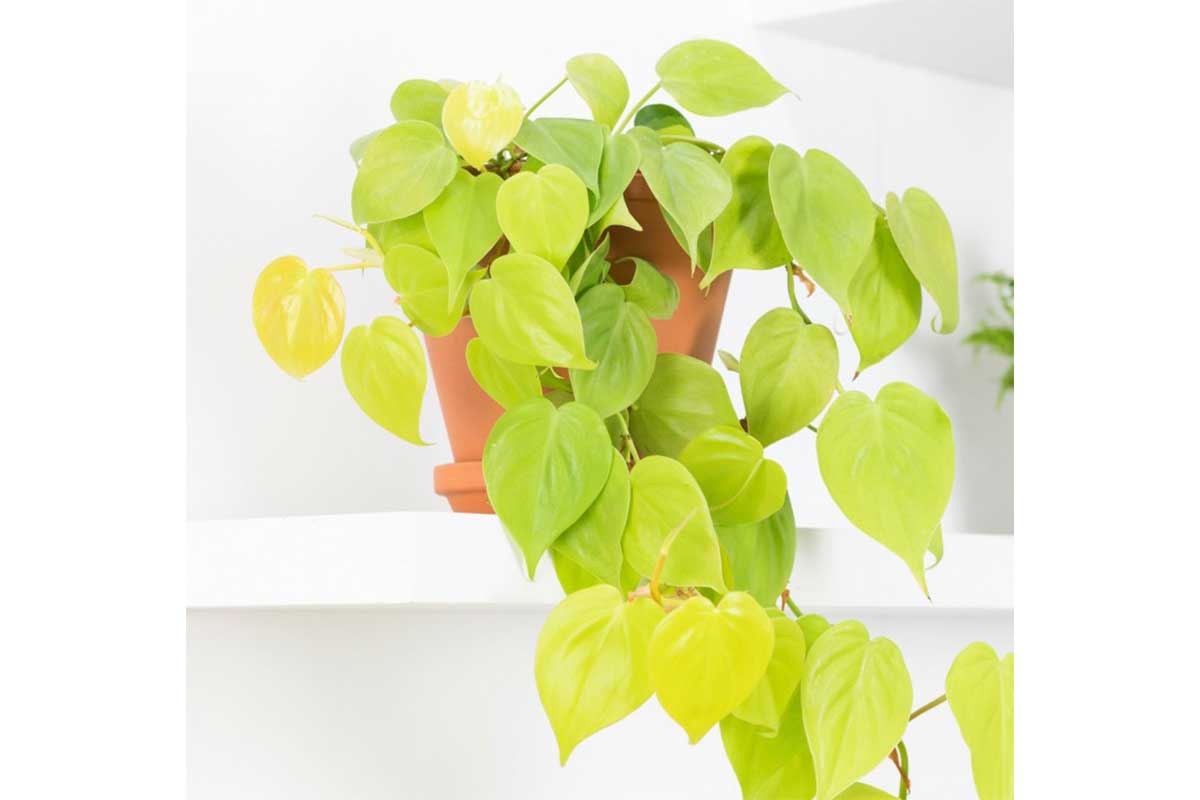 philodendron scandens lime Philodendron scandens 'Lime' 12εκ — λεμονί φύλλωμα
