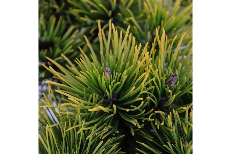 Pinus 'carstens wintergold' 19cm