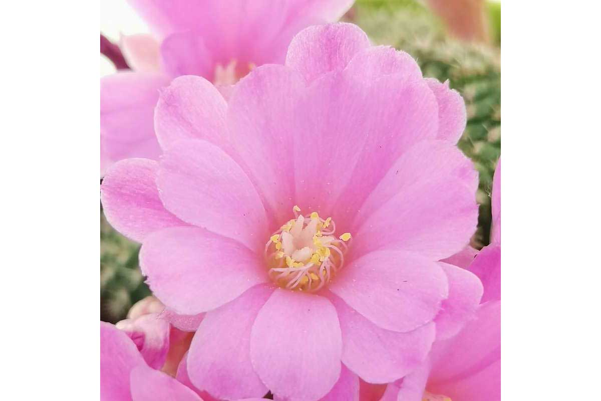 Rebutia perplexa
