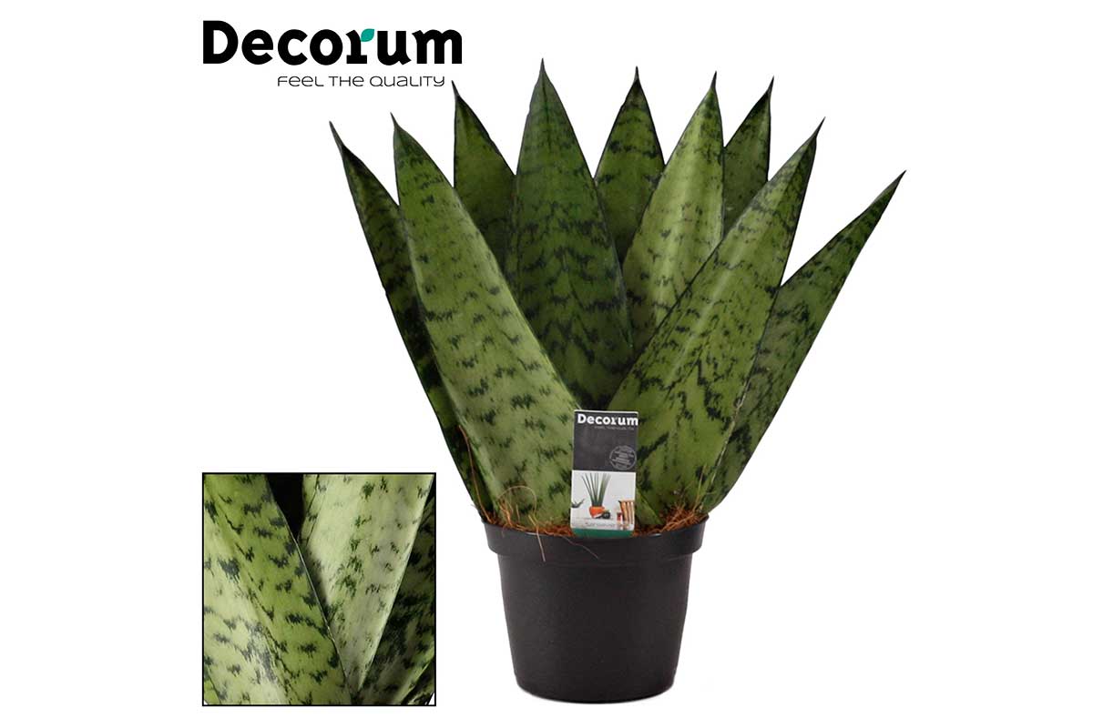 sansevieria zeylanica fan Sansevieria zeylanica 'Fan' — Σανσεβιέρα | Fan μορφή
