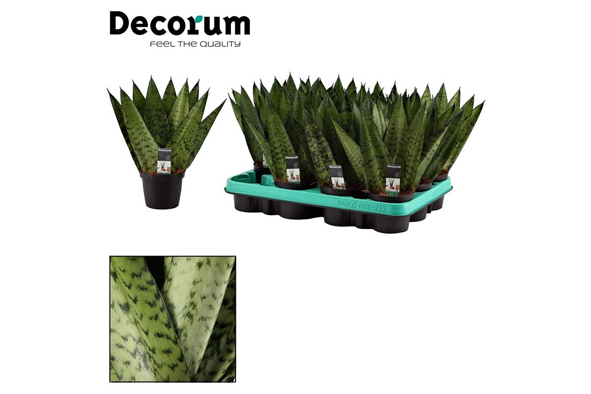 sansevieria zeylanica fan Sansevieria zeylanica 'Fan' — Σανσεβιέρα | Fan μορφή