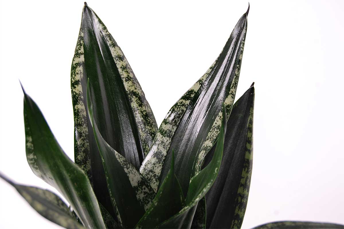 sansevieria grey stripe Sansevieria 'Grey Stripe' — Σανσεβιέρα