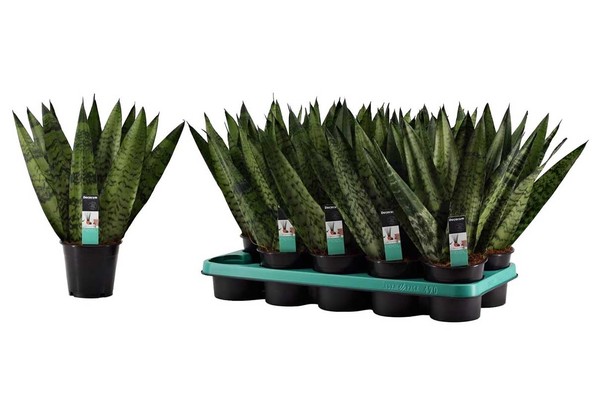 sansevieria zeylanica fan Sansevieria zeylanica 'Fan' — Σανσεβιέρα | Fan μορφή