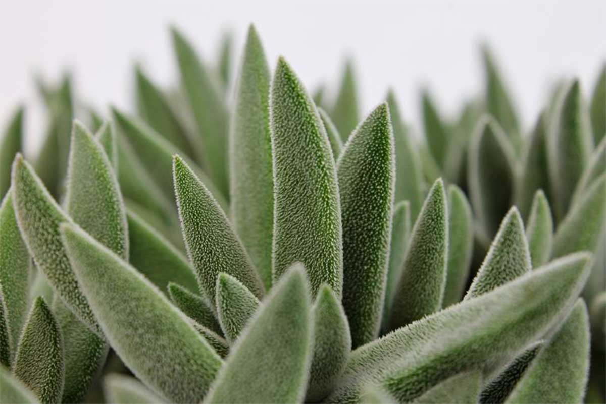tenelli succulent Crassula 'tenelli' 5.5cm – Greenleaf Garden Center