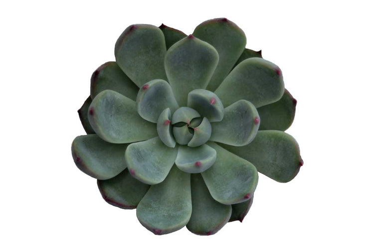 Echeveria chihuaensis - top